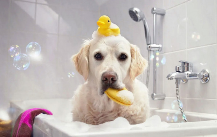 Dctr.Go Шампунь-бальзам для животных Sнampoo Therapy "Мультиуход" 1000 ml в Твери